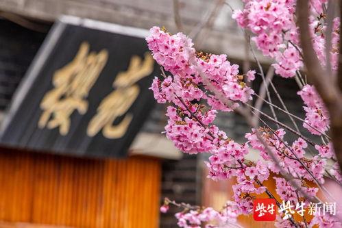 樱花视频在线网站,畅享海量精彩，解锁视听盛宴新篇章