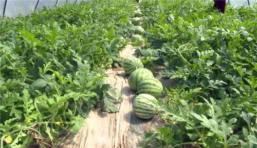 保定最新吃瓜爆料视频,揭秘视频背后的惊人真相！